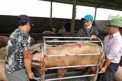 Bộ trưởng Nông nghiệp lý giải nguyên nhân giá thịt lợn vẫn ở mức cao