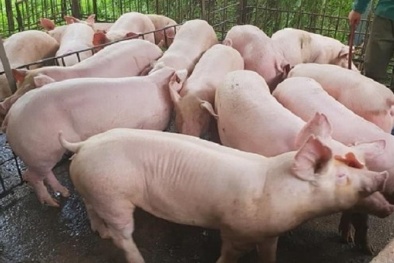 Giá heo hơi ngày 8/04/2020: Thị trường miền Nam bất ngờ giá tăng trở lại