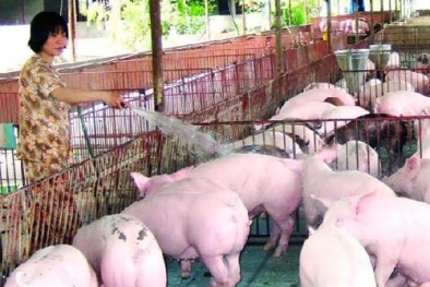 Trang trại, gia trại, hộ chăn nuôi giảm giá lợn hơi xuống mức 70.000 đồng/kg 