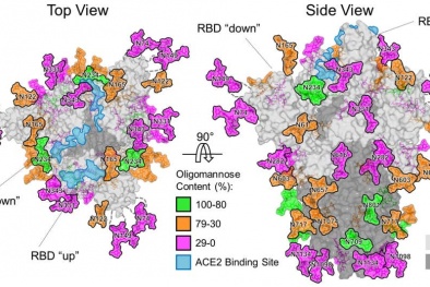 Vì sao virus corona có thể 'qua mặt' hệ miễn dịch con người mà không bị phát hiện?