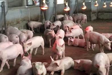 Giá heo hơi ngày 12/04/2020: Nhiều địa phương ở phía Nam giá thịt lợn tăng nhẹ