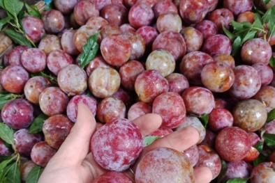 Mận hậu đầu mùa tại Hà Nội 120.000 đồng một kg
