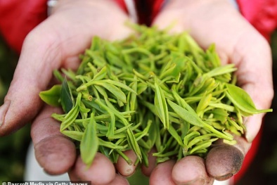 Trà xanh- 'thần dược' cho sức khoẻ nên bổ sung thường xuyên