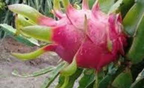 IFC hỗ trợ mở rộng thị trường xuất khẩu trái cây Việt 