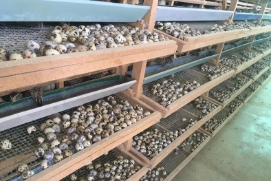 Loạt thực phẩm đang giảm giá mạnh mùa Covid-19: Trứng gà, trứng chim cút ‘rẻ chưa từng thấy’