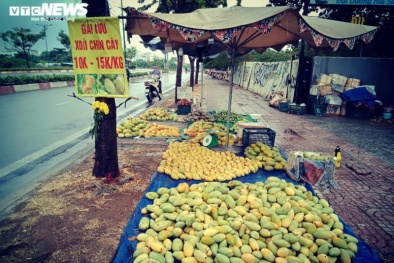 Xoài giảm giá sốc, có nơi chỉ 1.000 đồng/kg vì Covid-19 và thiên tai