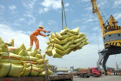 Kết luận của Phó Thủ tướng về việc xuất khẩu gạo