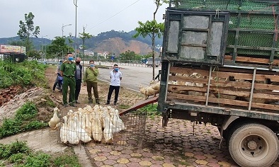 Ngang nhiên vận chuyển gia cầm thịt không qua kiểm dịch thú y