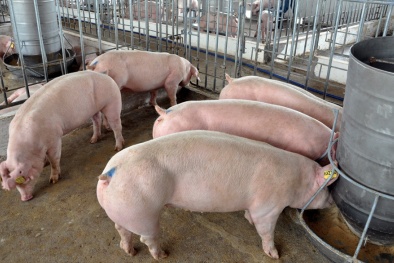 Giá heo hơi ngày 23/04/2020: Miền Bắc vẫn duy trì mức giá cao nhất cả nước 