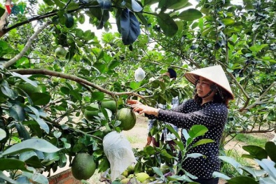Bưởi da xanh giảm giá sâu, có quả chỉ 15.000 đồng/kg vì Covid-19