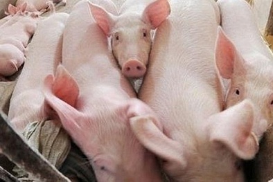 Giá heo hơi ngày 24/04/2020: Thị trường cả ba miền vẫn giữ ở mức giá cao 