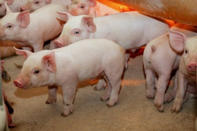 Giá heo hơi ngày 30/04/2020: Miền Bắc vẫn tiếp tục đà giảm nhẹ 