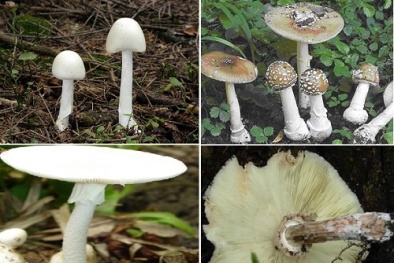 Nhận diện các loại nấm độc thường gặp ở Việt Nam để tránh ngộ độc