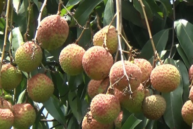 Tháo gỡ khó khăn, thúc đẩy xuất khẩu quả vải tươi lần đầu sang Nhật Bản