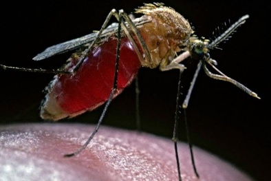 Ngăn chặn bệnh sốt rét thông qua vi khuẩn trong chính con muỗi