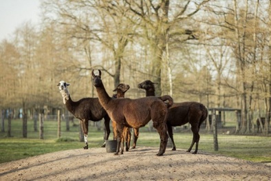 Kháng thể bên trong lạc đà không bướu có thể giúp ‘đánh bại’ COVID-19 