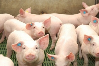 Giá heo hơi ngày 09/05/2020: Một số tỉnh miền Nam bất ngờ giá tăng mạnh