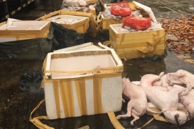 Kiểm tra phát hiện xe tải chở hơn 700 kg thịt chó, mèo bốc mùi hôi thối không rõ nguồn gốc