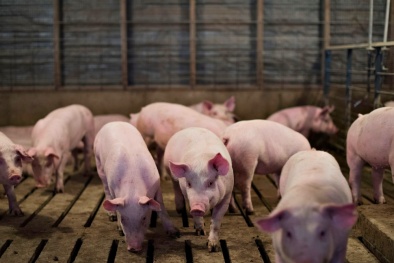 Giá heo hơi ngày 12/05/2020: Một số tỉnh miền Trung bật tăng thêm 5.000 đồng/kg