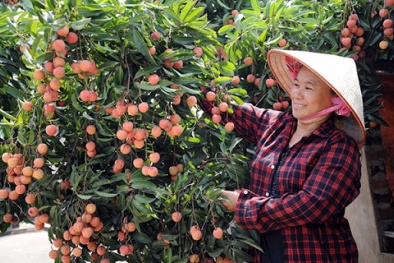 Chuẩn bị cho trái vải xuất đi Nhật 'cầu kỳ' đến mức nào?