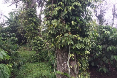 Giá tiêu giảm mạnh có lúc chỉ còn 35.000 đồng/kg