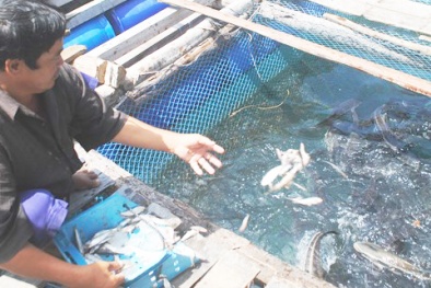 Công bố nhãn hiệu ‘Cá bớp Hòn Chuối – Cà Mau’