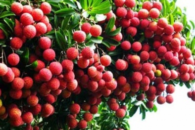 Chuẩn bị tổ chức Hội nghị tiêu thụ vải thiều Bắc Giang quy mô lớn