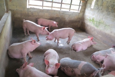 Giá heo hơi ngày 22/05/2020: Hai miền Bắc - Nam chính thức có đỉnh 100.000 đồng/kg