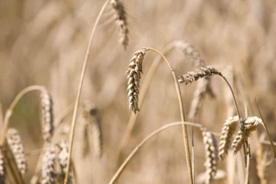 Sản xuất nhựa từ đường thực vật có thể phân hủy trong 1 năm