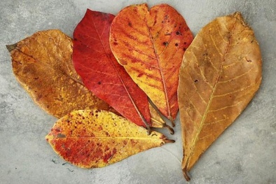 Sự thật lá bàng khô ‘hot’ trên chợ mạng, giá 1.000 đồng/lá