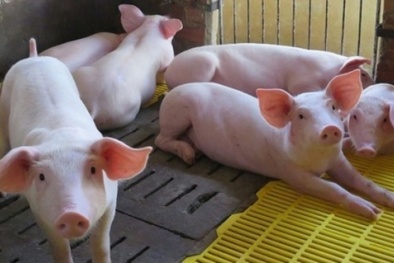 Giá heo hơi ngày 25/05/2020: Nhiều tỉnh ở miền Bắc và miền Nam vượt ngưỡng 100.000 đồng/kg