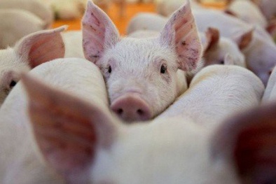 Giá heo hơi ngày 27/05/2020: Thị trường vẫn duy trì ở ngưỡng cao, nguy cơ lập đỉnh mới