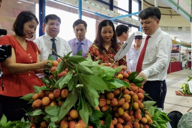 Đưa vải thiều Thanh Hà đến với người tiêu dùng Thủ đô