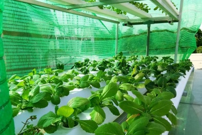 Phát triển chuỗi rau sạch: Chứng minh sự bền vững sau dịch