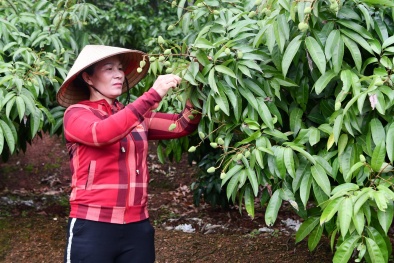 Vải thiều Lục Ngạn sẽ được xuất khẩu vào thị trường Nhật Bản ngay trong mùa vụ năm nay 