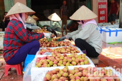 Vải thiều Bắc Giang giá 25 nghìn đồng/kg bán chạy, hàng chục nghìn tấn ‘hết bay’