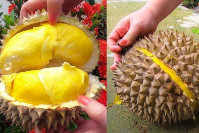 Giá sầu riêng đang rất rẻ: Cách chọn mua sầu riêng chuẩn chất lượng, ngon nhất