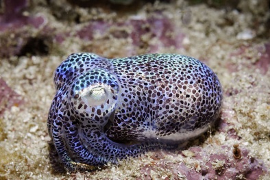 Ủy ban Tiêu chuẩn thế giới công bố bộ tiêu chuẩn chung về môi trường nhân ngày Môi trường Thế giới