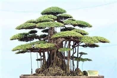 Cây sanh cổ vừa được mua giá 7,5 tỷ bằng 25 xe Kia Morning có gì đặc biệt?