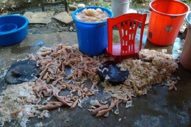 Chứng kiến thịt lợn, bì lợn thối được 'phù phép' thành nem chua đặc sản