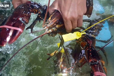 Hải sản giảm 'sốc' 50%, tôm hùm 640.000 đồng/kg, ghẹ xanh 500.000 đồng/kg