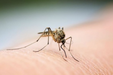 Bác sĩ cảnh báo người dân không tự điều trị sốt xuất huyết tại nhà