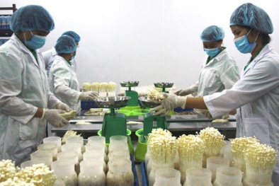 ISO 31000:2018 giúp sản phẩm của Long Hải chiếm lĩnh thị trường