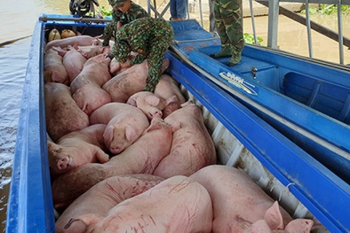 Kiểm soát nhập lậu lợn vào Việt Nam
