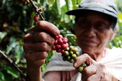 Phát triển hàng hóa chủ lực: Điểm sáng từ địa phương 