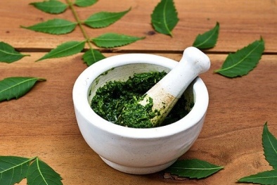 Đắp lá chữa tắc tuyến sữa gây nhiễm trùng nặng sản phụ nên tránh