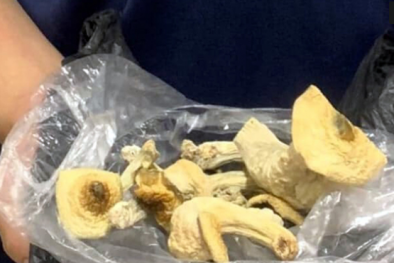 Nấm thức thần độc hơn ma túy dù bị cấm nhưng vẫn 'lén lút' trồng tại Việt Nam