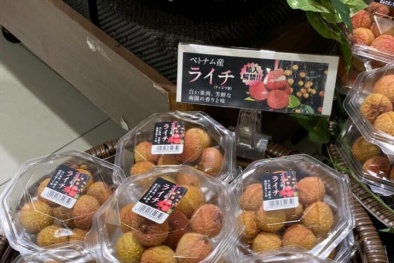 Hành trình vượt qua tiêu chí chất lượng khắt khe của vải thiều Việt Nam để vào Nhật Bản