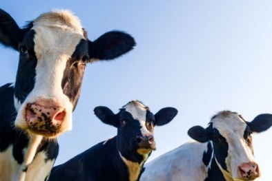 Hy vọng mới trong điều trị Covid-19 bằng huyết tương của bò sữa