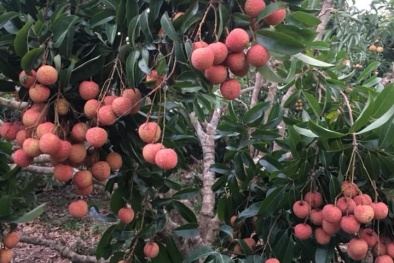 Sau khi sang Nhật, quả vải Việt Nam cập bến thị trường Australia